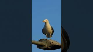 Seagull sounds seagulls bird part 3 [upl. by Aseral321]