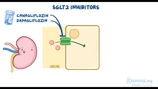 Hypoglycemic Agents  Osmosis [upl. by Nilhtac305]