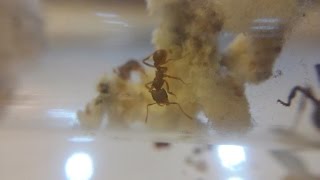 My New Acromyrmex versicolor Colony 111214 [upl. by Ibrik]