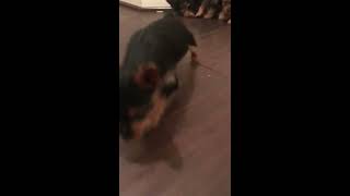 Teacup Yorkie Puppies  7 Weeks [upl. by Goss]