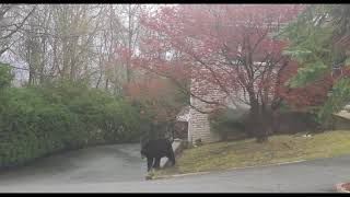 Bear Roams Front Yard at Kinnelon NJ Home [upl. by Nussbaum]