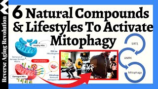 AUTOPHAGY amp MITOPHAGY  6 NATURAL Compounds amp Lifestyles To Activate [upl. by Pierette164]