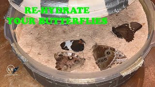 HOW TO REHYDRATE BUTTERFLY SPECIMENS TO MOUNT [upl. by Fulviah645]