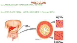 Histología Capas  Túnicas del sistema digestivo [upl. by Ilac]