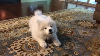 Samoyed puppy practicing her bark [upl. by Horten842]