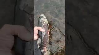 saprolegnia disease in wild trout after spawn 20quot bow [upl. by Heymann70]