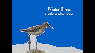 HOW SALTMARSH AND MUDFLATS HELP BIRDS IN WINTER [upl. by Atiker58]