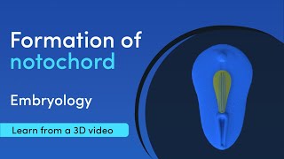 Notochord Formation  Best 3D Medical learning App  MediMagic [upl. by Eiduj582]