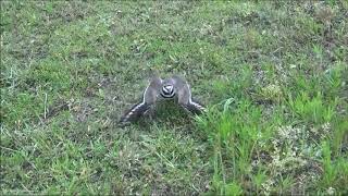 Killdeer Fakes Broken Wing [upl. by Aneda551]