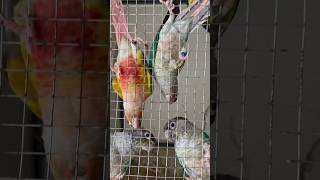 Small aviary for tamed conure birds music song love tamil tamilsong bird birdfeed parrot [upl. by Jemena902]