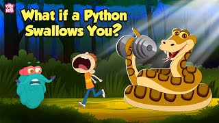 What If a Python Swallows You  How do Pythons Digest their Food  The Dr Binocs Show [upl. by Nnaacissej800]