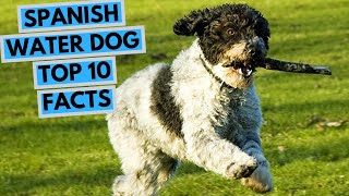 Spanish Water Dog  TOP 10 Interesting Facts [upl. by Cliff127]