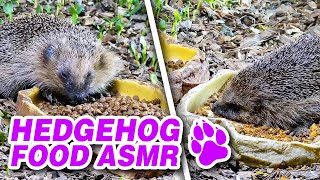 Wild hedgehogs eat hedgehog food  hedgehog eating sounds ASMR [upl. by Sachsse733]