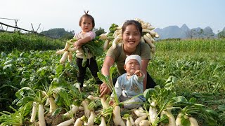 Harvest giant radishes to sell at the market  cook nutritious porridge for your children to eat [upl. by Kilian]