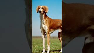 Salukis dogs The oldest dog breed [upl. by Akemhs132]