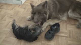 Khane amp Spice  My Longhaired German shepherd plays with a tiny Yorkie pup [upl. by Carey]