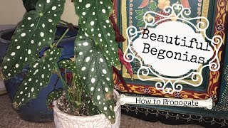 MOST Beautiful Begonias  How to Care for Begonias  How to Propogate Begonias [upl. by Huoh]