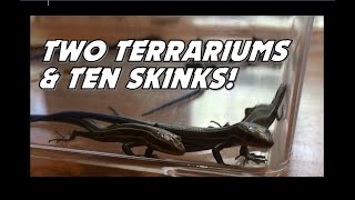 Setting Up TWO Skink Terrariums [upl. by Zoubek]