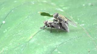 Cluster Flies Calliphoridae Pollenia Mating [upl. by Adabelle]