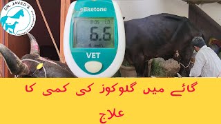 Severe Ketosishypoglycemialow Glucose level in cow diagnosis and treatmentdr javed khoso [upl. by Eniladam]