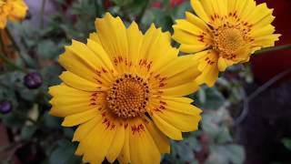 99🌿🥀Whole year 🌹heavy🌻 flowering 🥀easy to grow🌿🥀 hardy🌻 COREOPSIS🌻TICK SEED🐛 care Tips [upl. by Erbas]