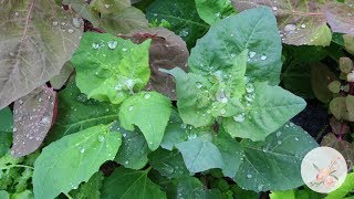 Growing Orach Atriplex Hortensis from Seed Growing Flowers from Seed Gardening for Beginners [upl. by Ordisi]