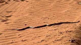 Safari to Birdsville Races 2024 Erabeena 1 Oil WellPoeppel Corner…South Australia [upl. by Carpenter]