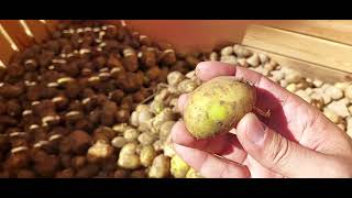 Downs Grader amp CropVision at Potato Expo Europe [upl. by Lundeen]