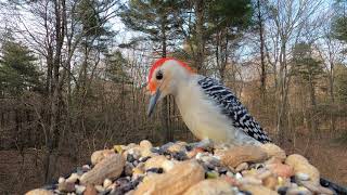 RedBellied Woodpecker call [upl. by Oletta]