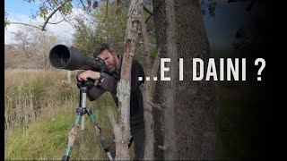 Dove sono finiti i Daini  Riflessioni fotografiche [upl. by Weinert]