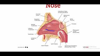 Symptomatology of nose and coanal atresia [upl. by Miza]