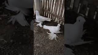 Loton pigeon video 🔥 fency farm alom [upl. by Artimas]