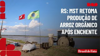 MST retoma produção de arroz orgânico no RS após enchente [upl. by Wadell]