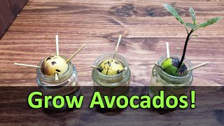 How To Grow An Avocado Plant From Seed [upl. by Euqinahc16]