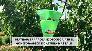 Trappola bio per il monitoraggio e cattura massale di rodilegno rosso e processionaria del pino [upl. by Agneta]