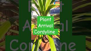 Plant Arrival Cordyline Peko Bargain Tropical palm like plant shorts plants garden shootsvideo [upl. by Ednutabab]