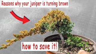 Juniper bonsai turning brown how to save it check if its still alive [upl. by Notsa209]