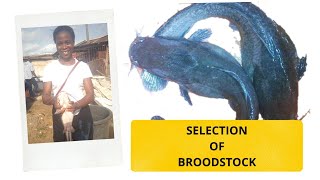 How to Select male and Female Broodstock  Catfish hatching2021 catfishhatching [upl. by Llesirg]