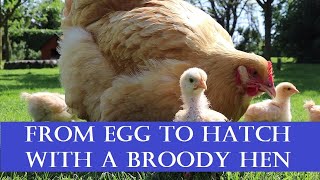 From Egg to Hatch with a Broody Hen [upl. by Quiteris7]