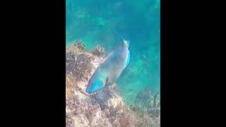 Parrotfish eating coral [upl. by Dust]