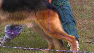 The German Shepherd Dog the German Way 1 Gait and Locomotion [upl. by Raf]