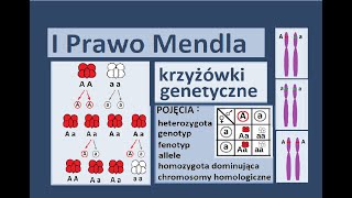 Podstawowe prawa dziedziczenia Krzyżówki genetyczne [upl. by Faxon314]