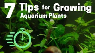 7 Tips for Growing Freshwater Plants in an Aquarium [upl. by Stan]