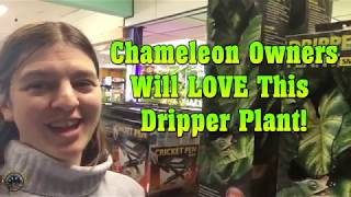 How To Set Up a Dripper Plant for Your Pet Chameleon [upl. by Nrevel]