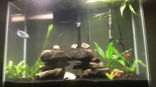 37 GALLON TALL COMMUNITY GOURAMI AQUARIUM [upl. by Artie450]