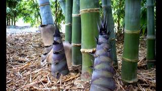 Dendrocalamus Giganteus Time Lapse 2012 [upl. by Esille861]