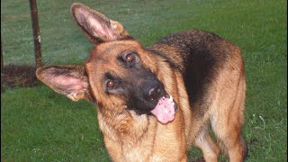 What to do During German Shepherd SHEDDING SEASON with GSM [upl. by Bathsheba]