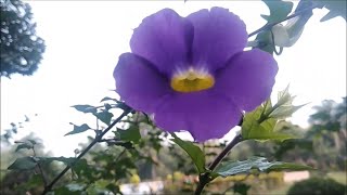 Thunbergia Erecta Purple Flower Plant [upl. by Labinnah138]