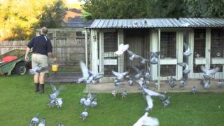 Racing Pigeons [upl. by Donelle]