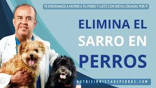 Elimina el Sarro en Perros Consejos Prácticos para una Sonrisa Saludable [upl. by Alesiram]